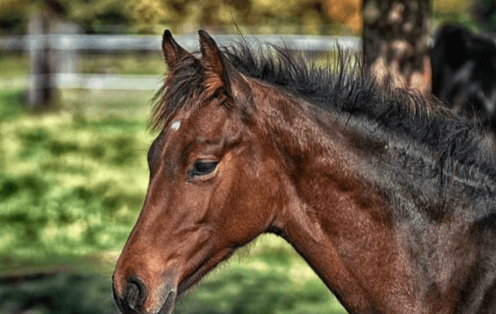 wolni || blog de wolni || wolni turf || wolniturf || blog wolni